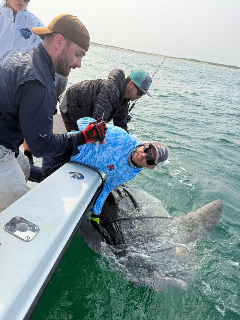 People leaning over the side of a boat to handle a tag on a large animal in the water