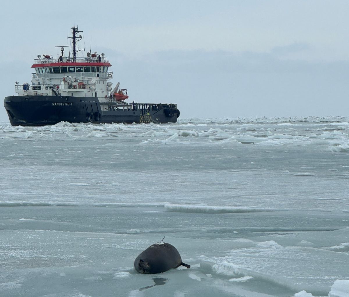 A seal resting on sea ice in the Caspian Sea, with an icebreaker ship in the background