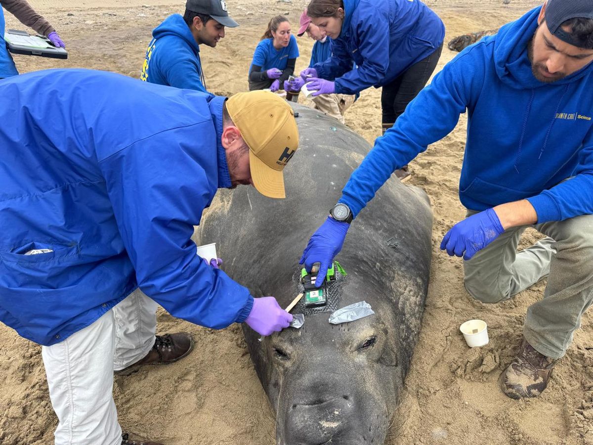 A team in blue jackets kneeling around an elephant seal on a beach, fitting a small tracker to its back
