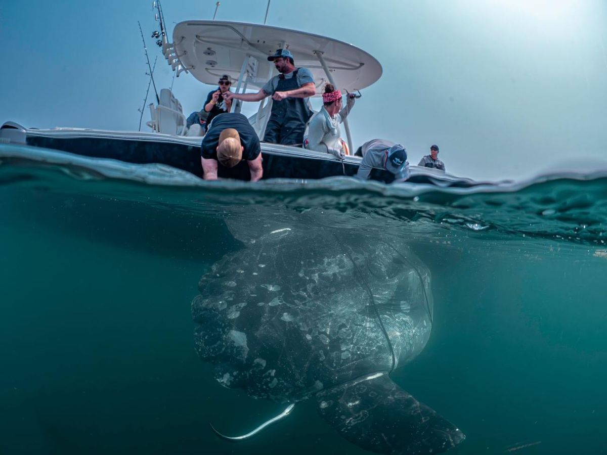 Looking up from the water at a large animal alongside a boat, as a team leans over the side to fit a tag